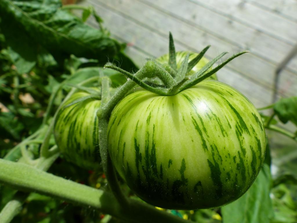 Green Zebra Tomato Seeds for Planting  Heirloom Vegetable Garden Seeds
