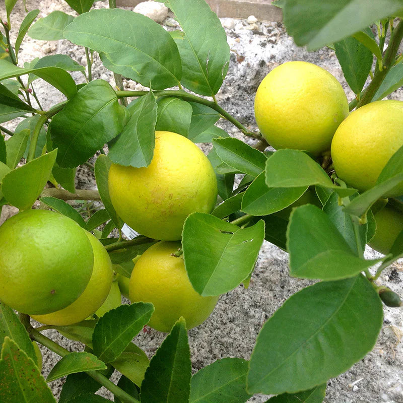 Lemon Fruit Seeds for Easy Planting - Indoor & Outdoor Gardening