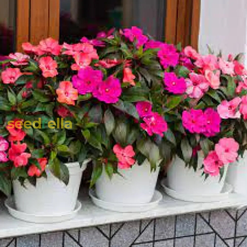 Impatiens Mix Flower Seeds For Planting - Vibrant Annual Shaded Gardens