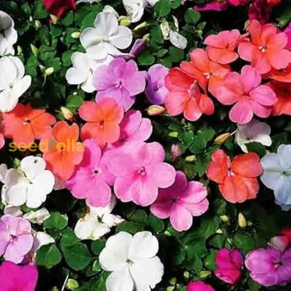 Impatiens Mix Flower Seeds For Planting - Vibrant Annual Shaded Gardens
