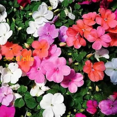 100 Pcs