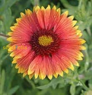 Indian Blanket Flower Seeds For Planting  Brighten Your Garden