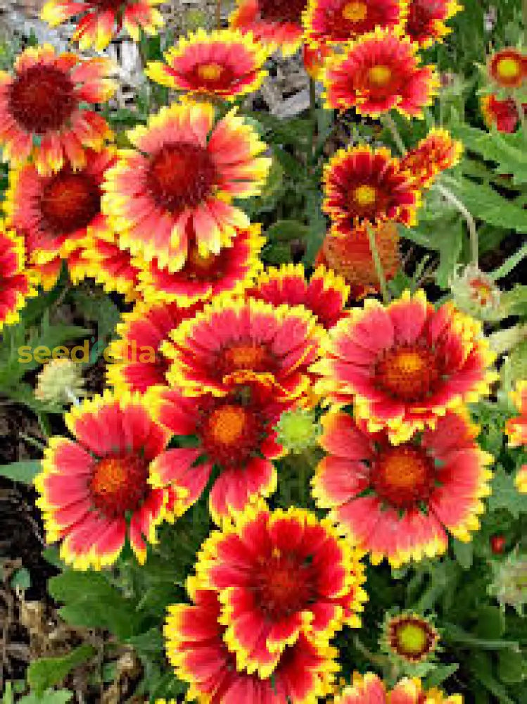 Indian Blanket Flower Seeds For Planting  Brighten Your Garden