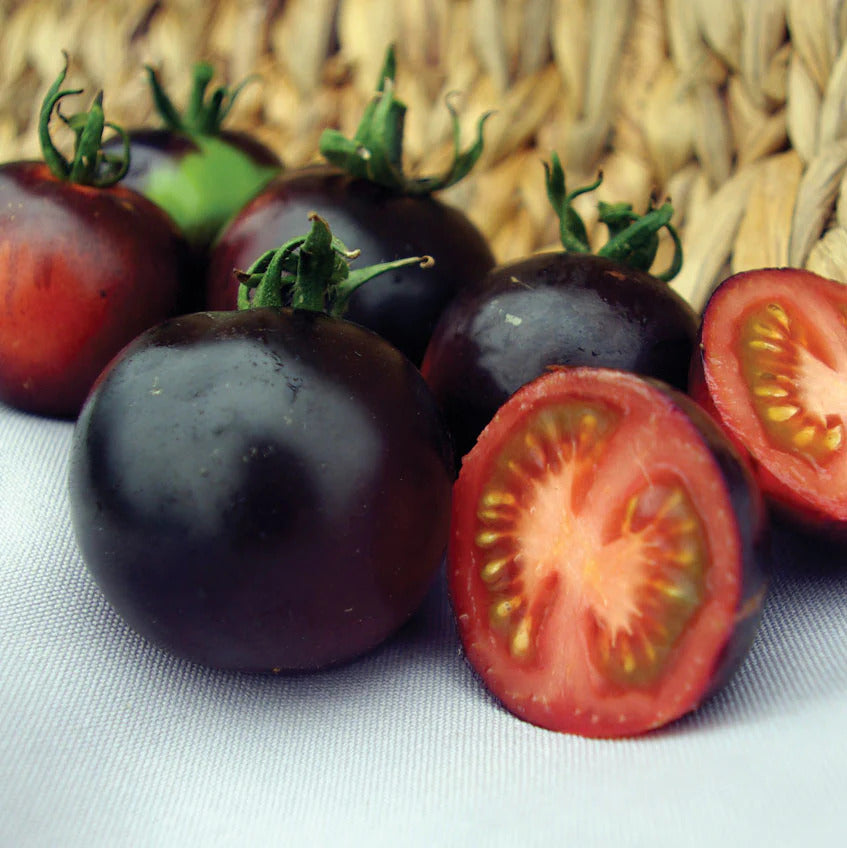 Indigo Rose tomato plants growing in garden