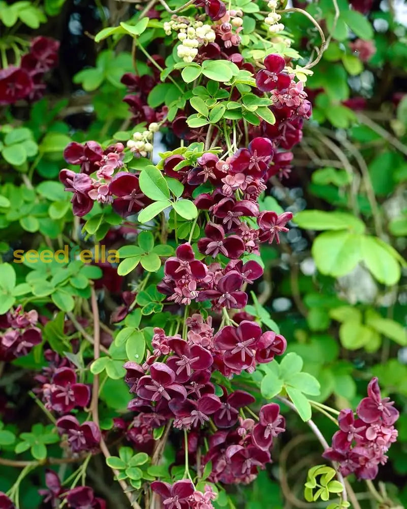 Indoor Akebia Flower Seeds