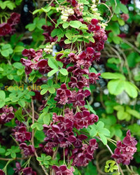 Indoor Akebia Flower Seeds