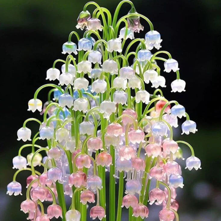 Indoor Bell Orchid Seeds