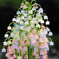Indoor Bell Orchid Seeds