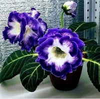 Indoor Dark Blue Gloxinia Seeds