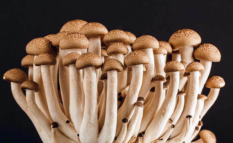 Indoor mushroom growing environment