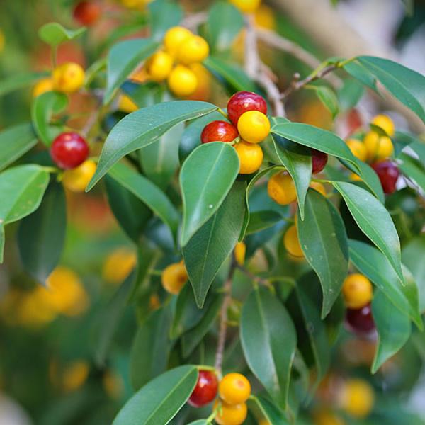 Indoor Weeping Fig tree seeds ornamental air purifying plant