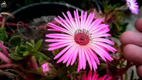 Mixed Ice Flower Planting Seeds Collection