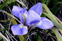 Iris Blue Flower Seeds For Planting - Stunning Perennial Blooms