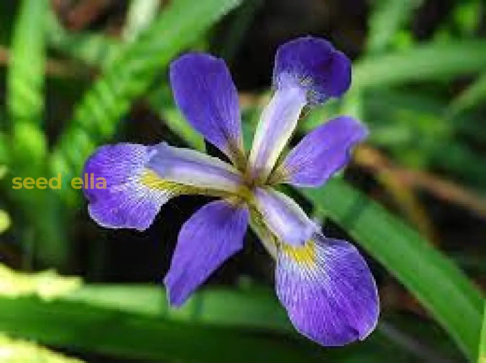 Iris Blue Flower Seeds For Planting - Stunning Perennial Blooms