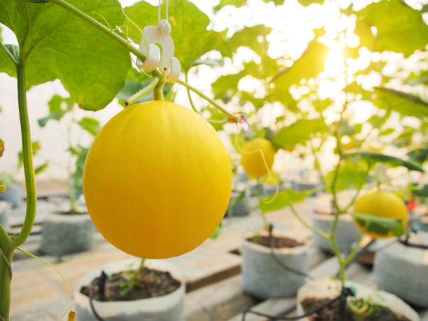 Yellow Cantaloupe Fruit Seeds Planting Sweet