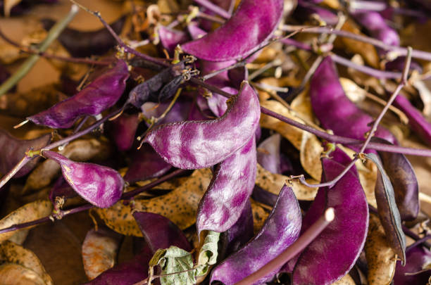 Purple & White Lima Bean Seeds for Planting