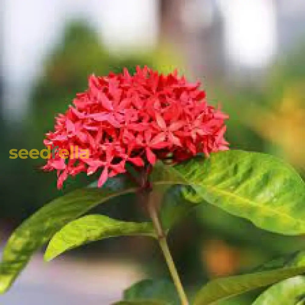 Ixora Red Flower Seeds For Planting  Vibrant Blossoms Your Garden
