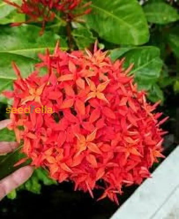 Ixora Red Flower Seeds For Planting  Vibrant Blossoms Your Garden