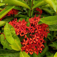 Ixora Red Flower Seeds For Planting  Vibrant Blossoms Your Garden