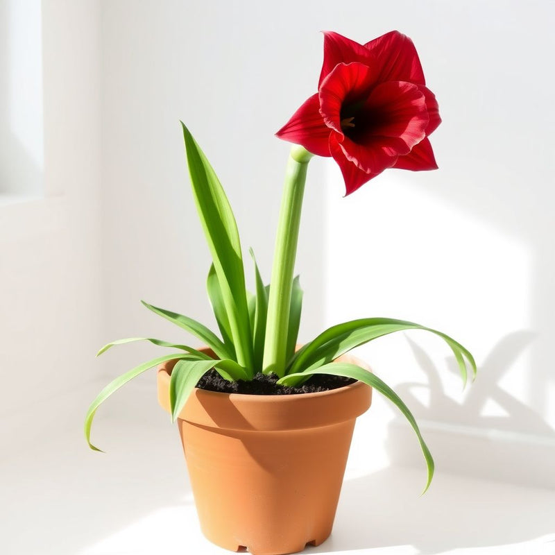 Amaryllis Barbados Flower Seeds for Stunning Dark Pink Blooms in Your Garden