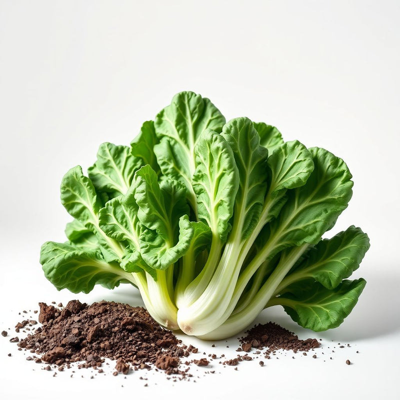 Green Collard Vegetable Seeds for Planting
