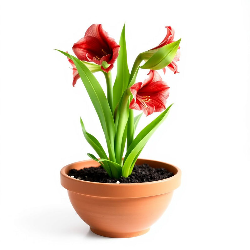 Amaryllis Flower seeds for Planting - Garden Favorite, Heirloom & GMO Free Seeds for Home Garden