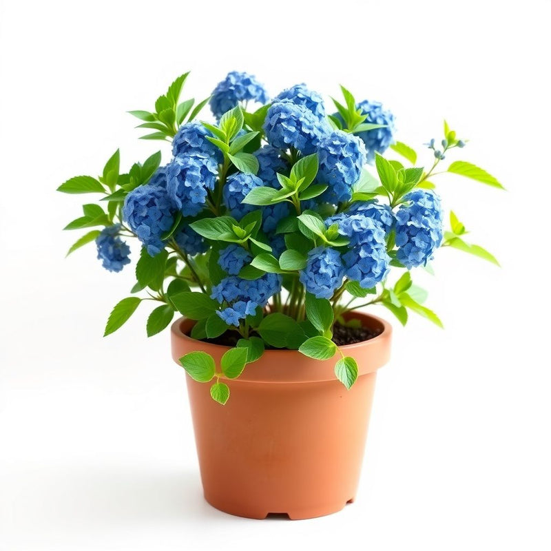 Blue Woodruff Seeds for Planting
