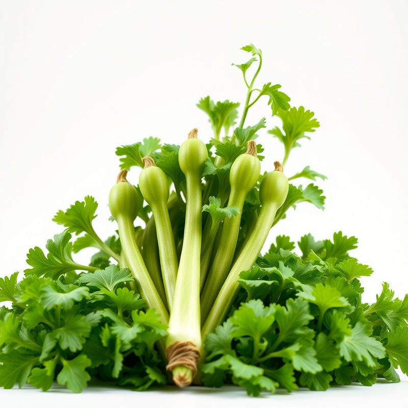 Green Bibb Vegetable Seeds, Essential Planting Tips