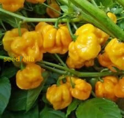 100 Pcs