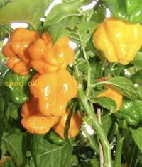 Jamaican Scotch Bonnet Pepper Seeds For Planting  Hot Variety Flower