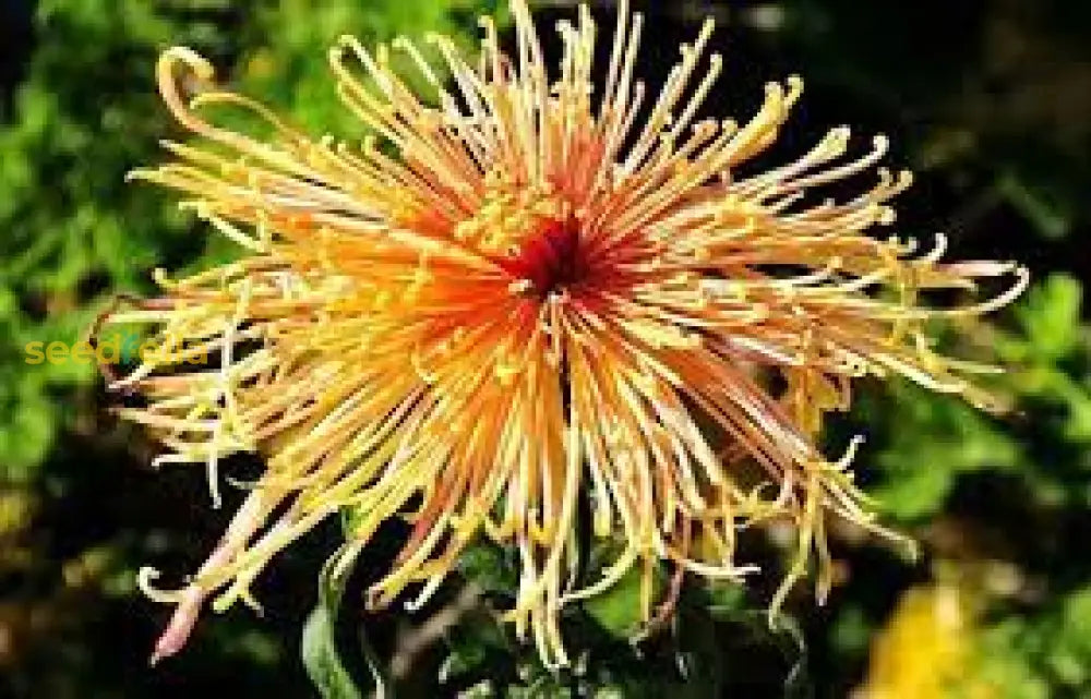 Japan Spider Chrysanthemums Seeds For Planting - Unique Floral Beauty Flower