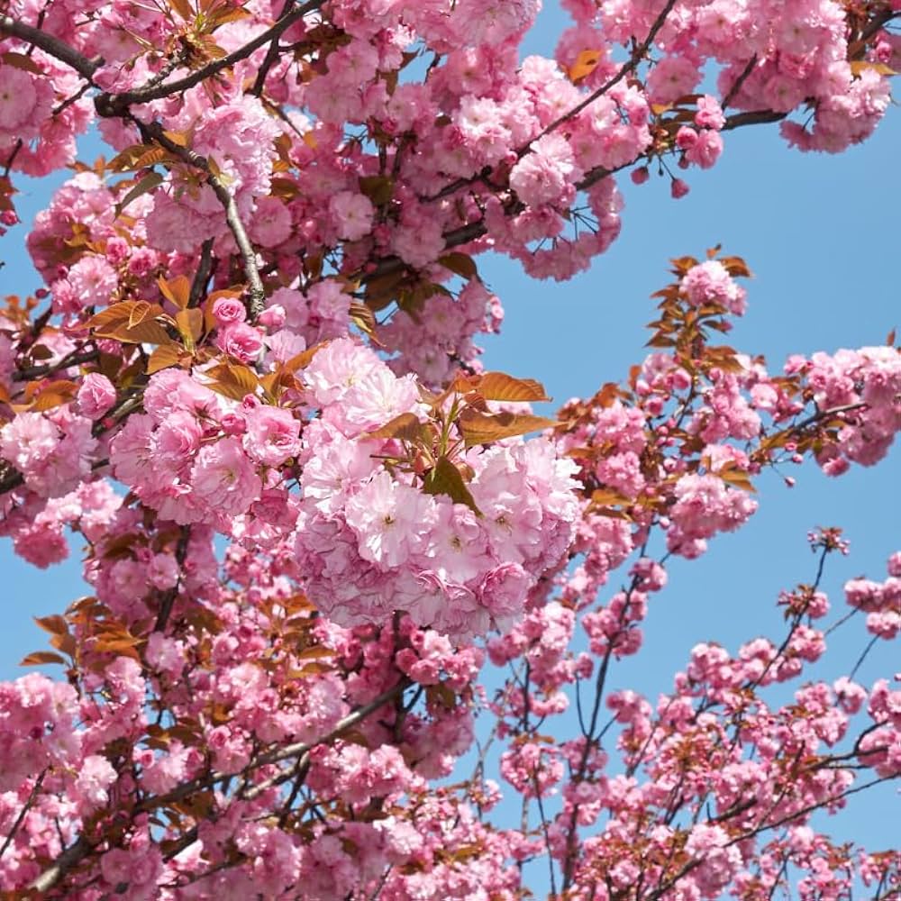 Japanese mountain cherry seeds producing small red cherries in summer