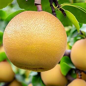 Japanese pear trees growing in orchard