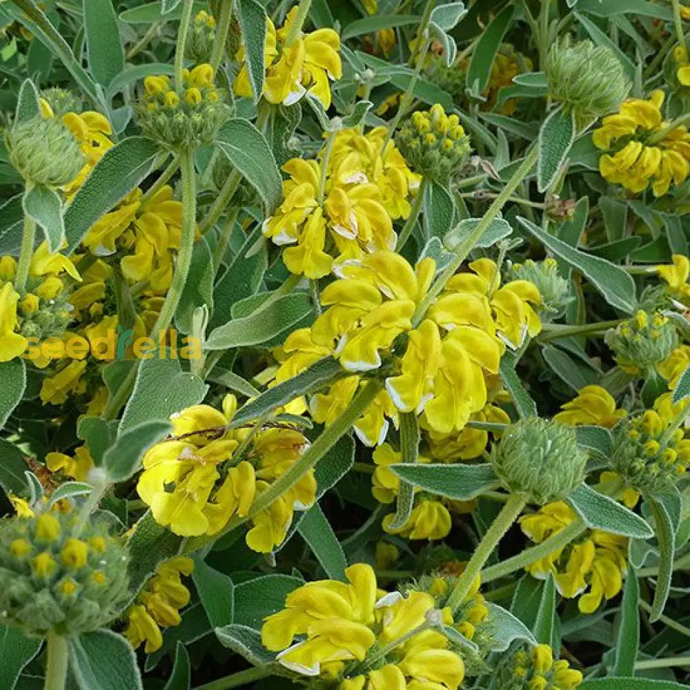 Jerusalem Sage Yellow Flower Seeds For Planting  Vibrant And Aromatic Blooms