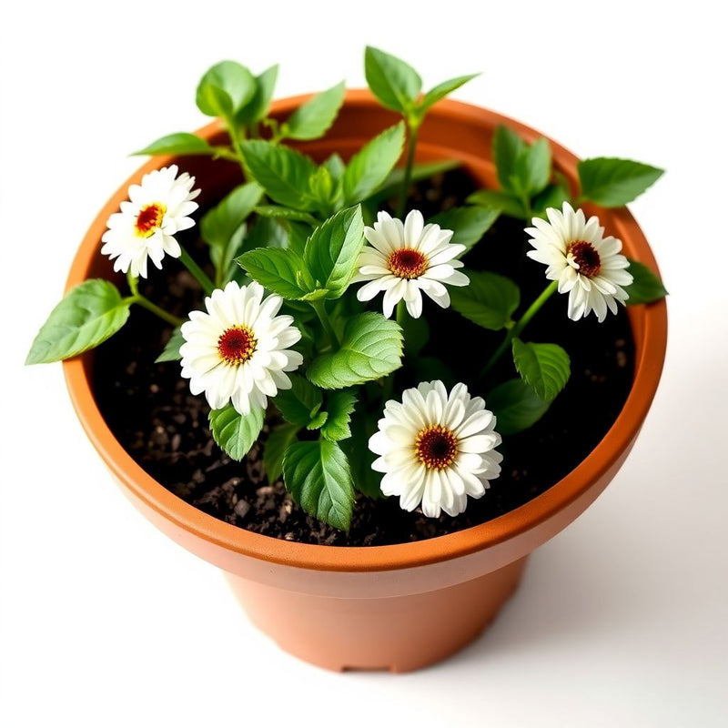 Zinnia Benary Giant White Seeds for Large, White Zinnia Blooms