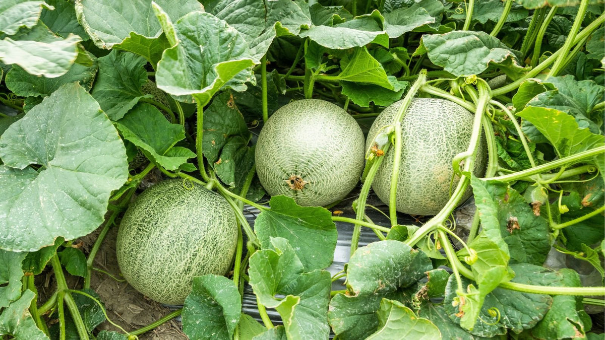 Juicy sliced Fortuna melon sweet tender flesh
