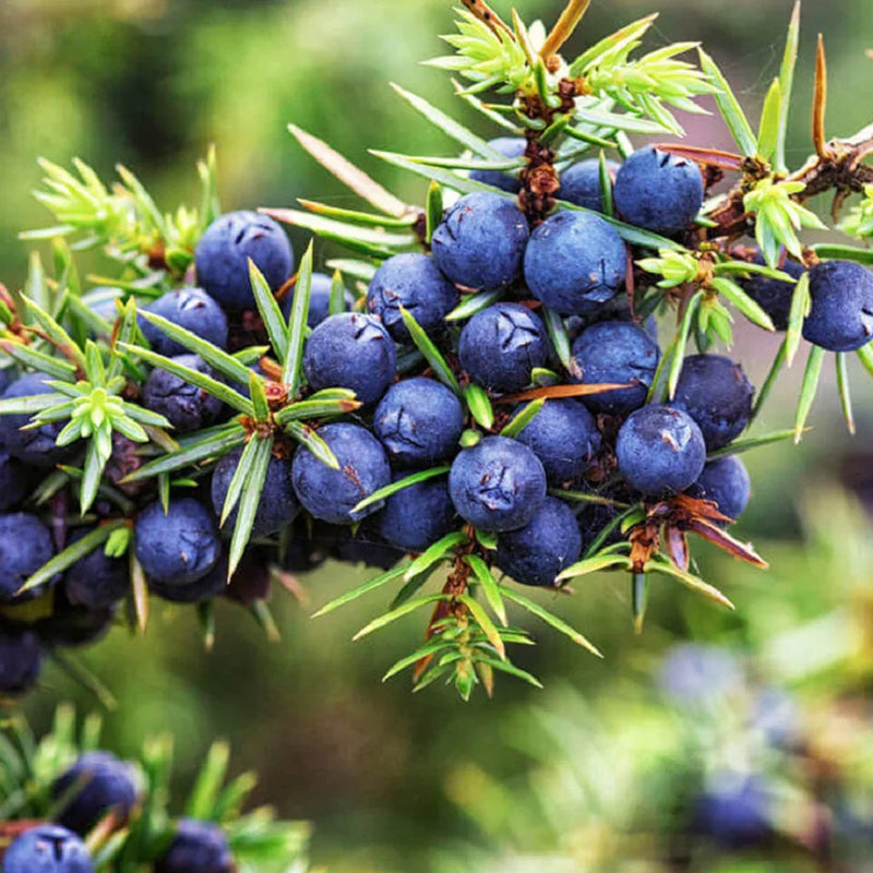 Black Juniper Berry Seeds for Planting