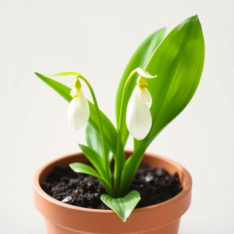White Lady’s Slipper Flower Seeds (Cypripedium acaule) – Woodland Orchid Variety