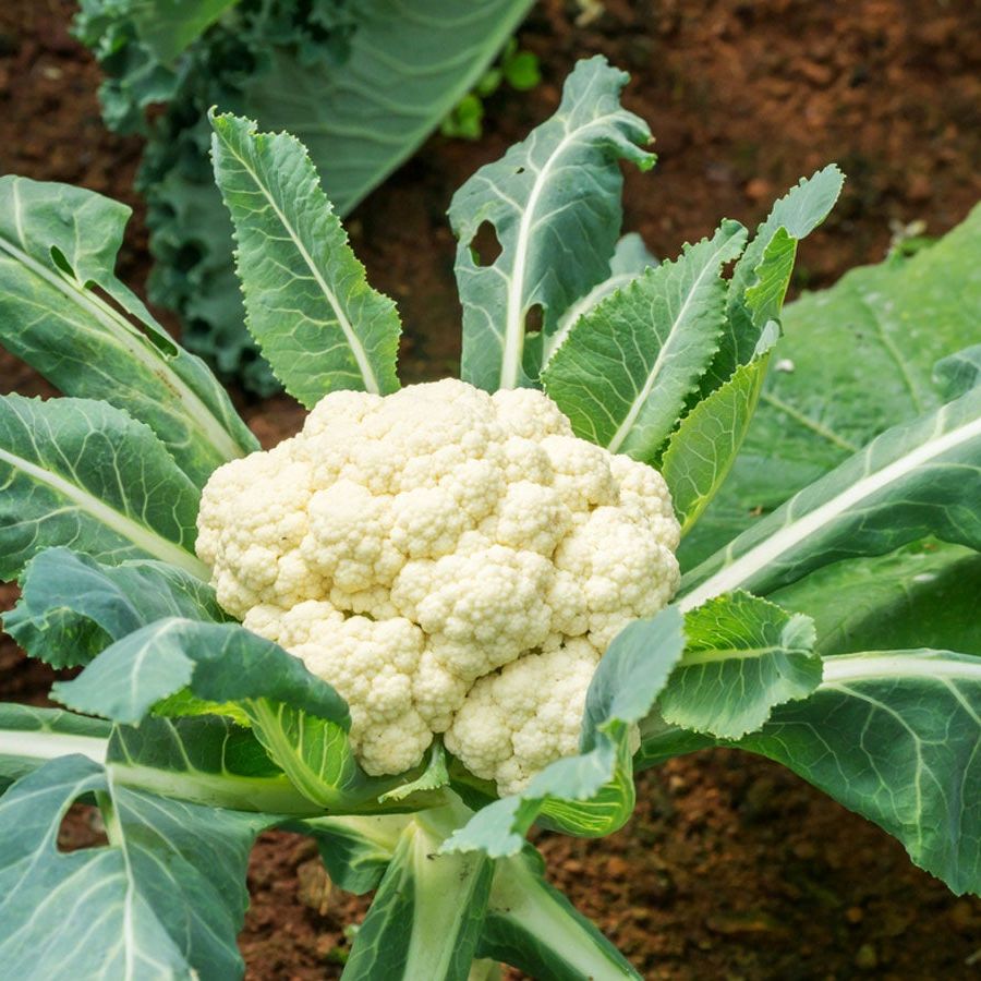 Cauliflower Seeds for Planting Brassica Oleracea vegetable patch urban garden