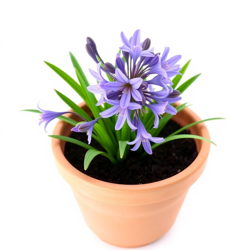 Agapanthus Flower seeds for Planting Premium Quality Heirloom & GMO Free Seeds for Home Garden