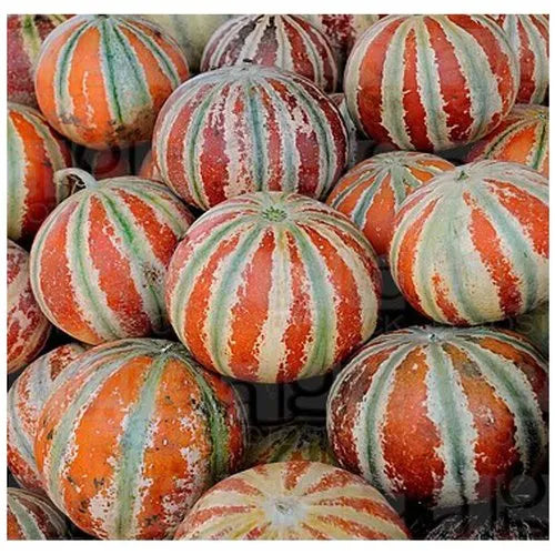 Brown Muskmelon Seeds for Planting