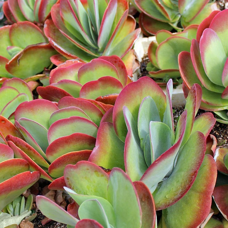 Green Kalanchoe Thyrsiflora Flower seeds for Planting - Sun Loving, Heirloom & GMO Free Seeds for Home Garden
