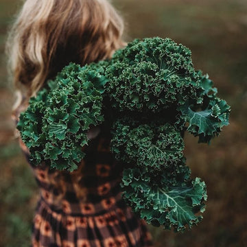 Kale Brassica oleracea seeds for planting