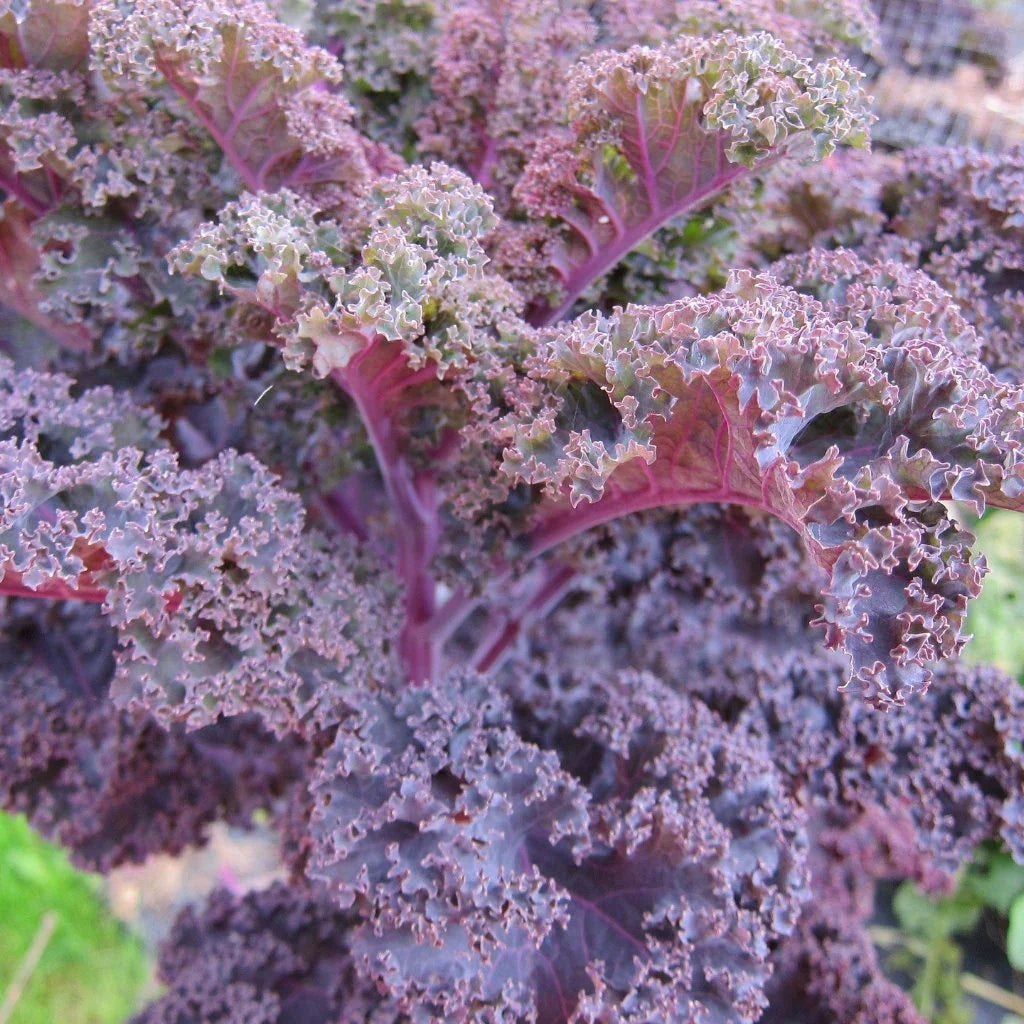 Red Veins Scarlet Kale Seeds for Planting