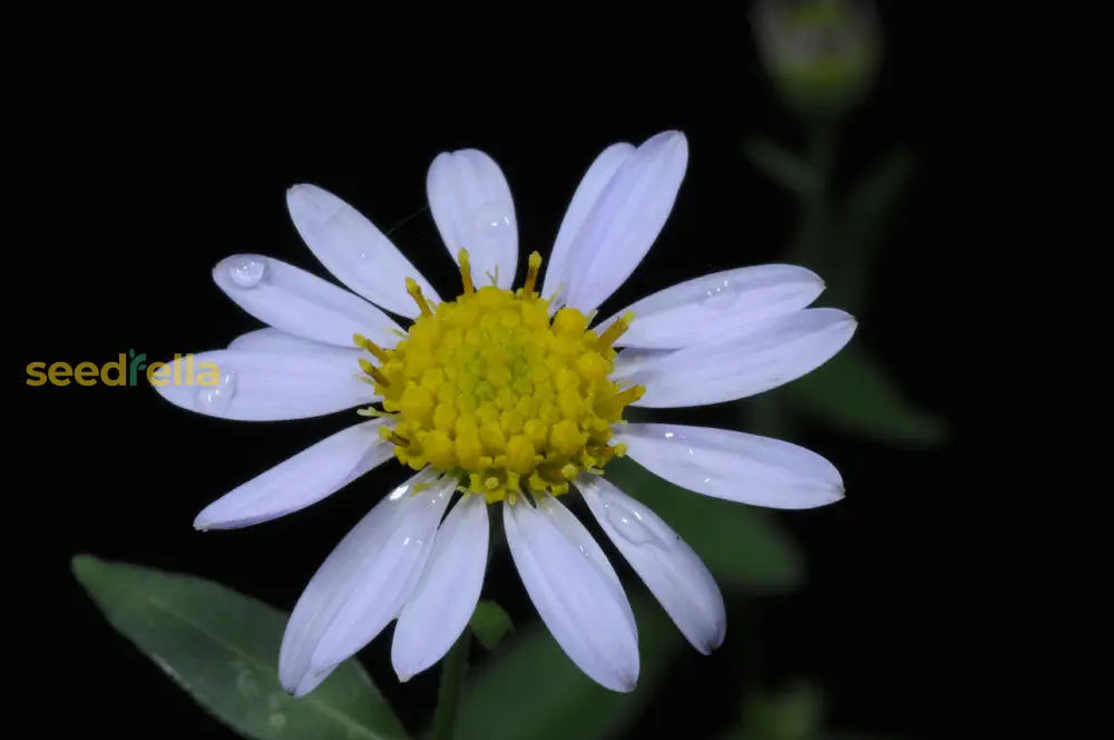 Kalimeris Indica Seeds For Planting  Grow Your Own Garden Flowers Flower