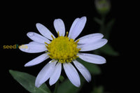 Kalimeris Indica Seeds For Planting  Grow Your Own Garden Flowers Flower