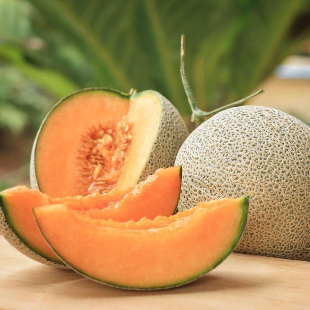 Karamel melon plants with healthy vines