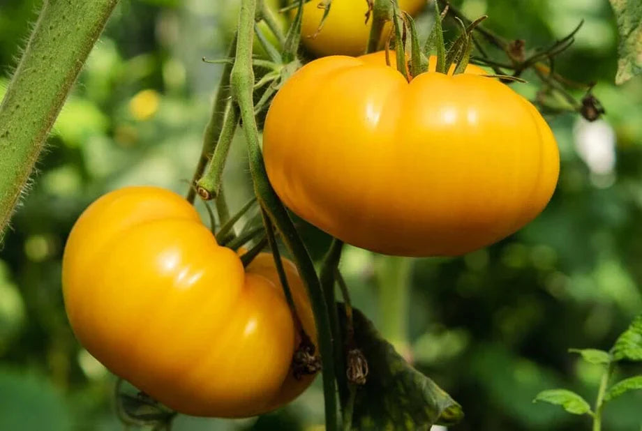 Yellow Tomato Seeds for Planting