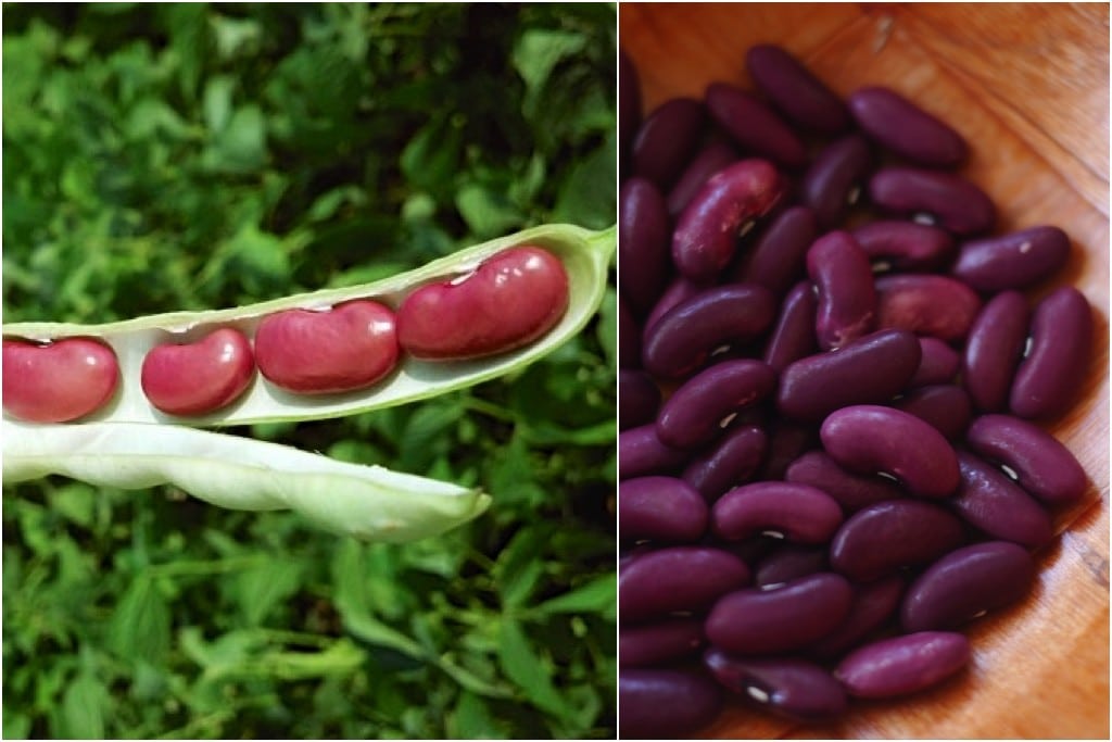 Red Pole Kidney Bean Vegetable Seeds for Easy Planting