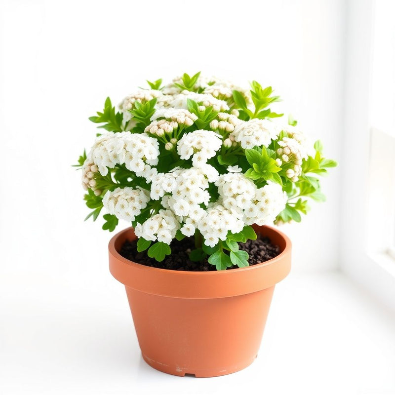 Globe Candytuft Seeds for Beautiful, White Candytuft Blooms